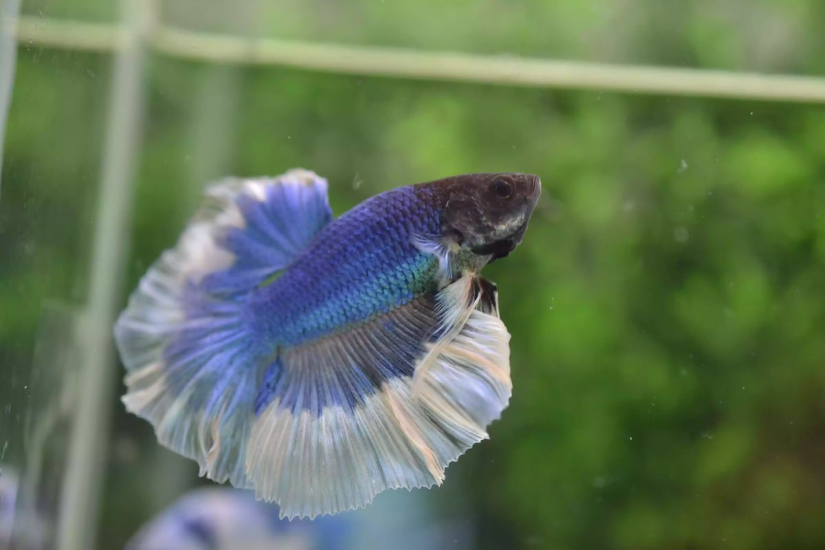 Ikan Cupang Rosetail Butterfly