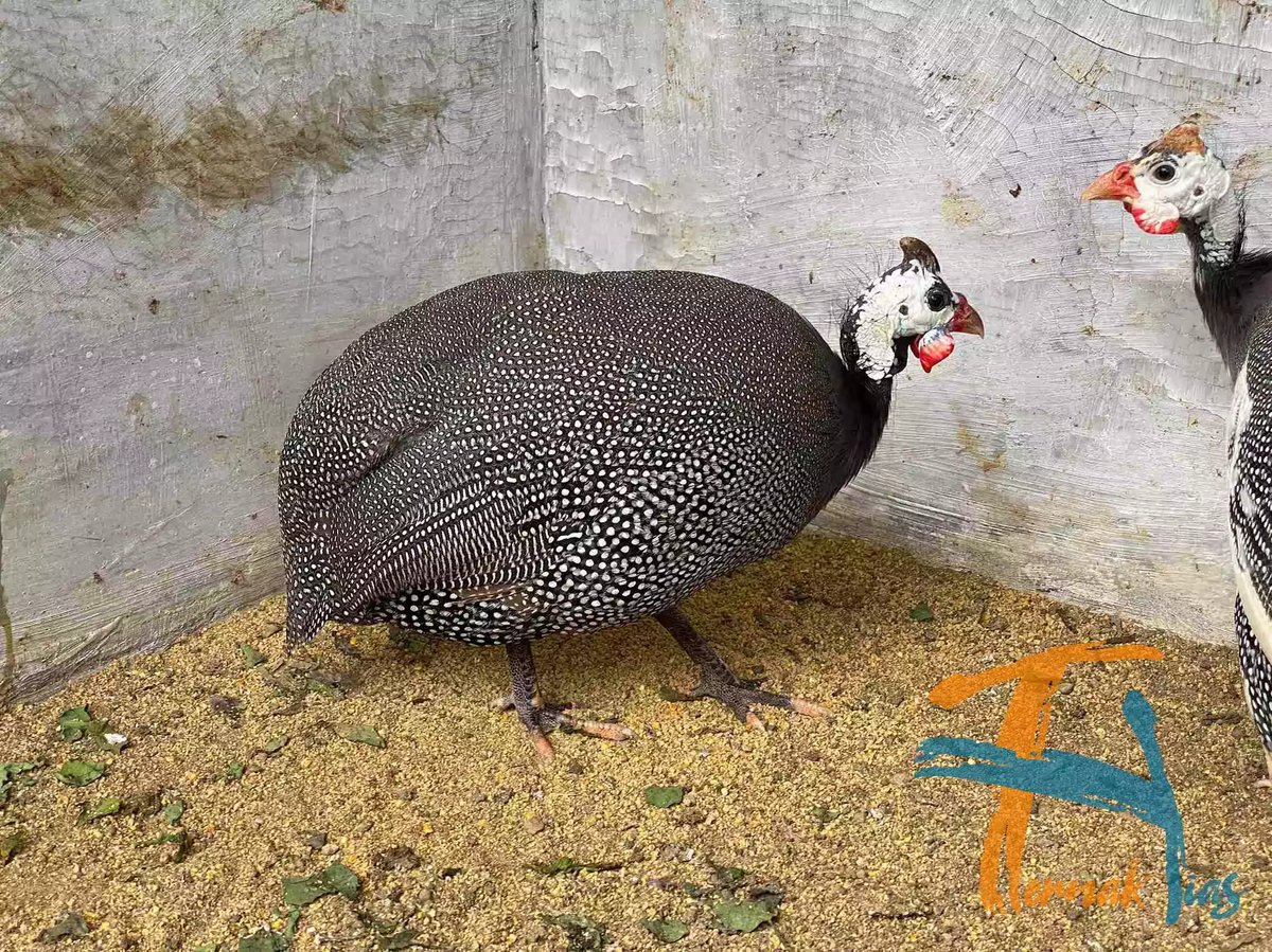 Ayam Mutiara Pearl Grey