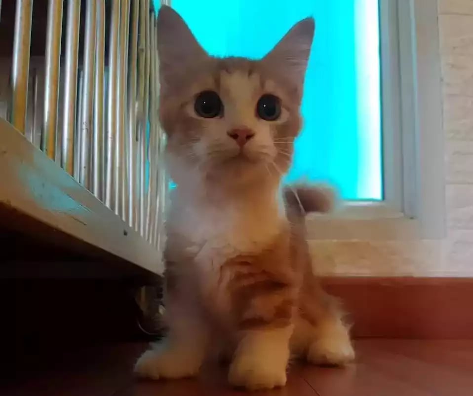 Kucing Munchkin Long Hair