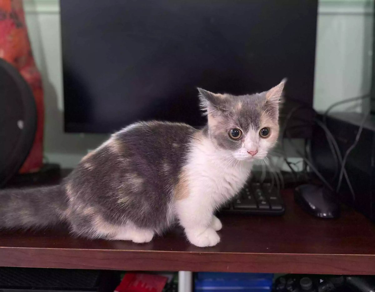 Kucing Munchkin Short Hair