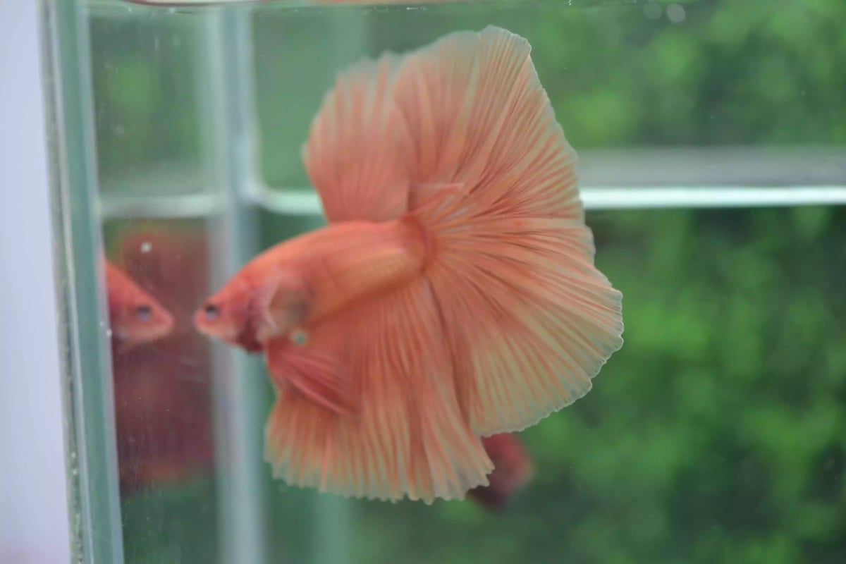 Ikan Cupang Halfmoon Orange