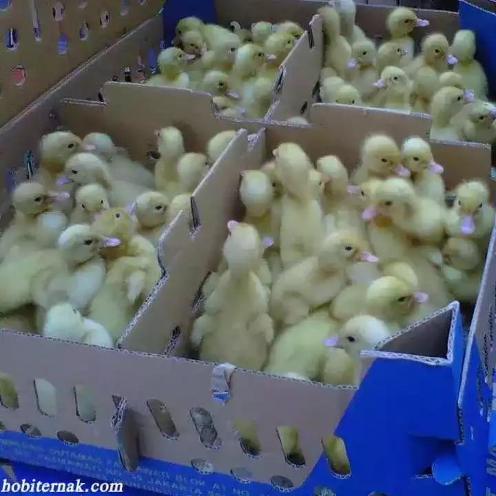 DOD Bebek Peking Pedaging