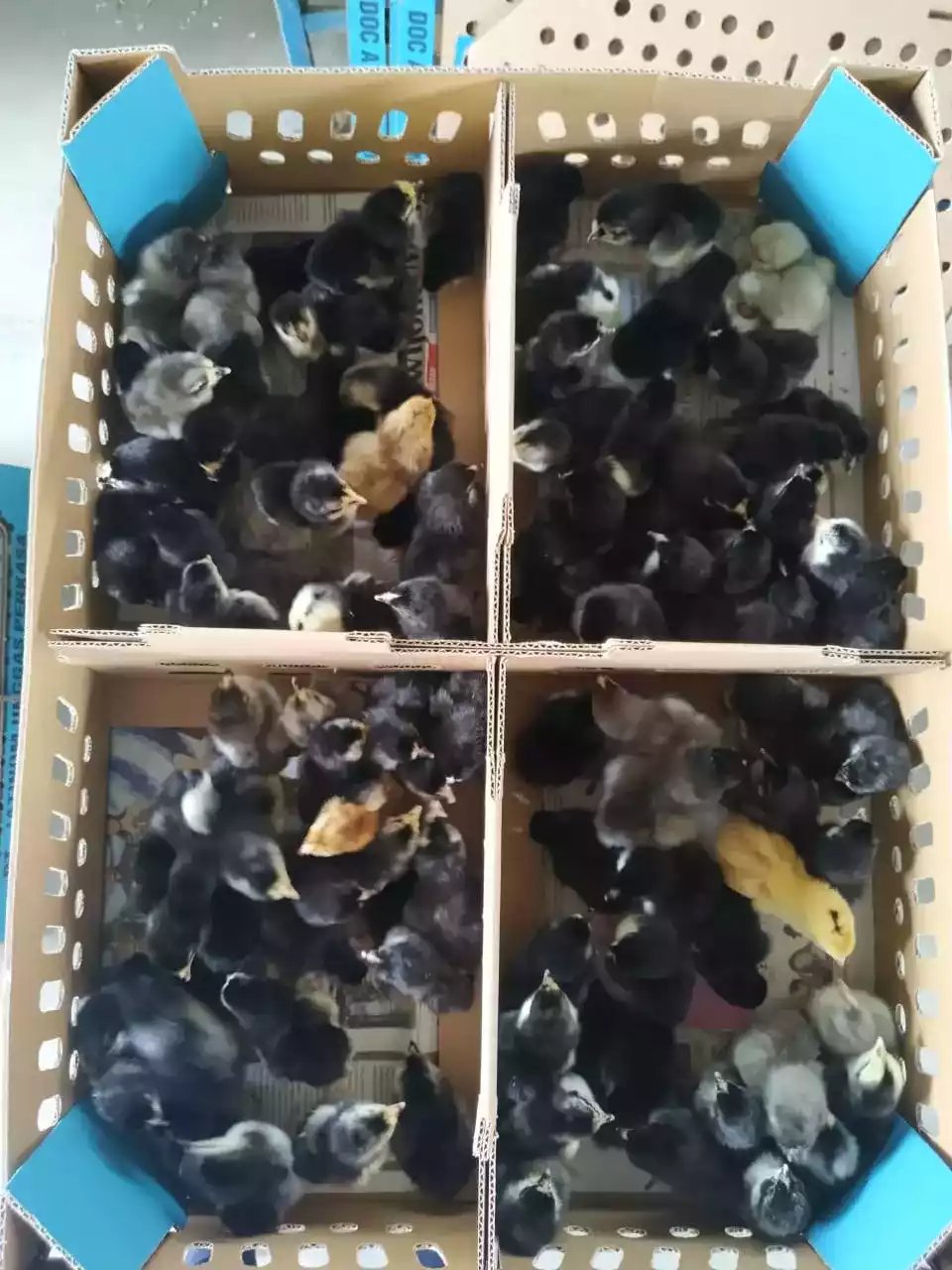 DOC Ayam Kampung Asli