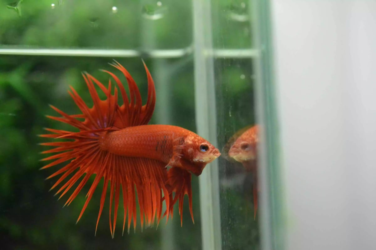 Ikan Cupang Crowntail Red