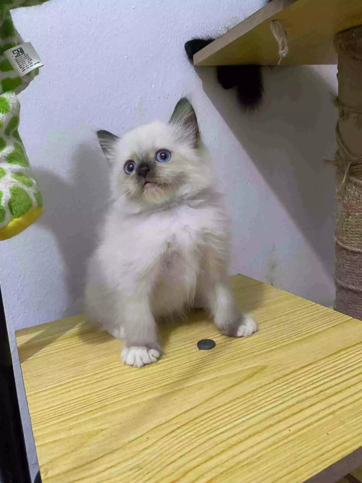 Kucing Himalaya Seal Point Bulu Lebat Aktif