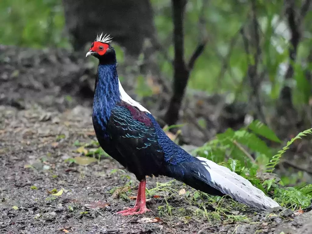 Swinhoes Pheasant