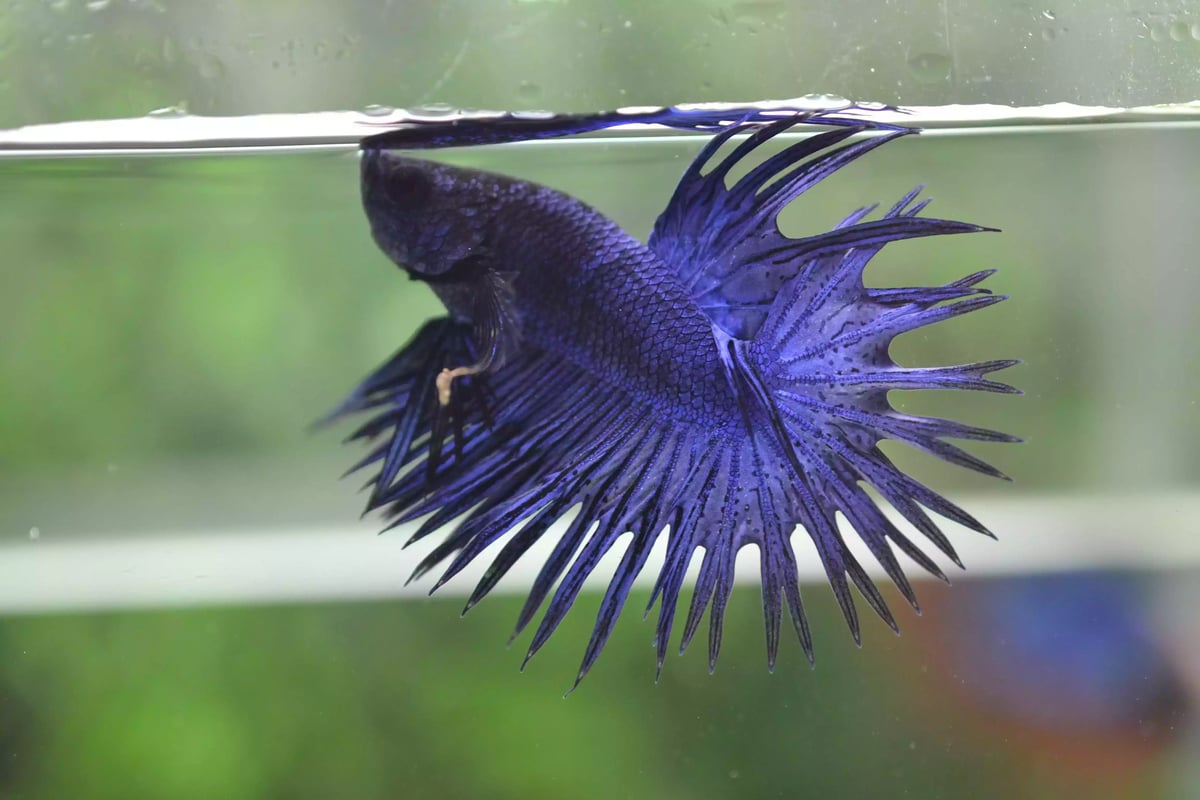 Ikan Cupang Crowntail Blue