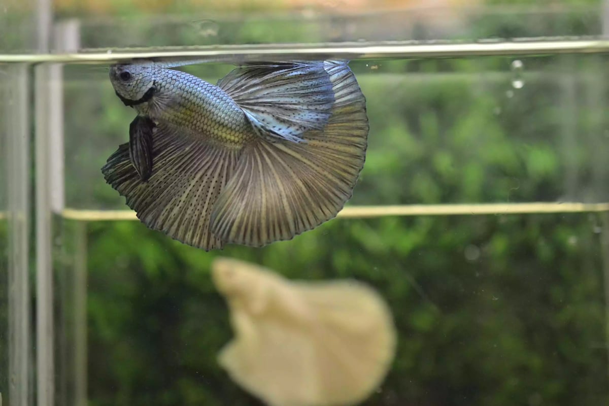 Ikan Cupang Halfmoon Copper