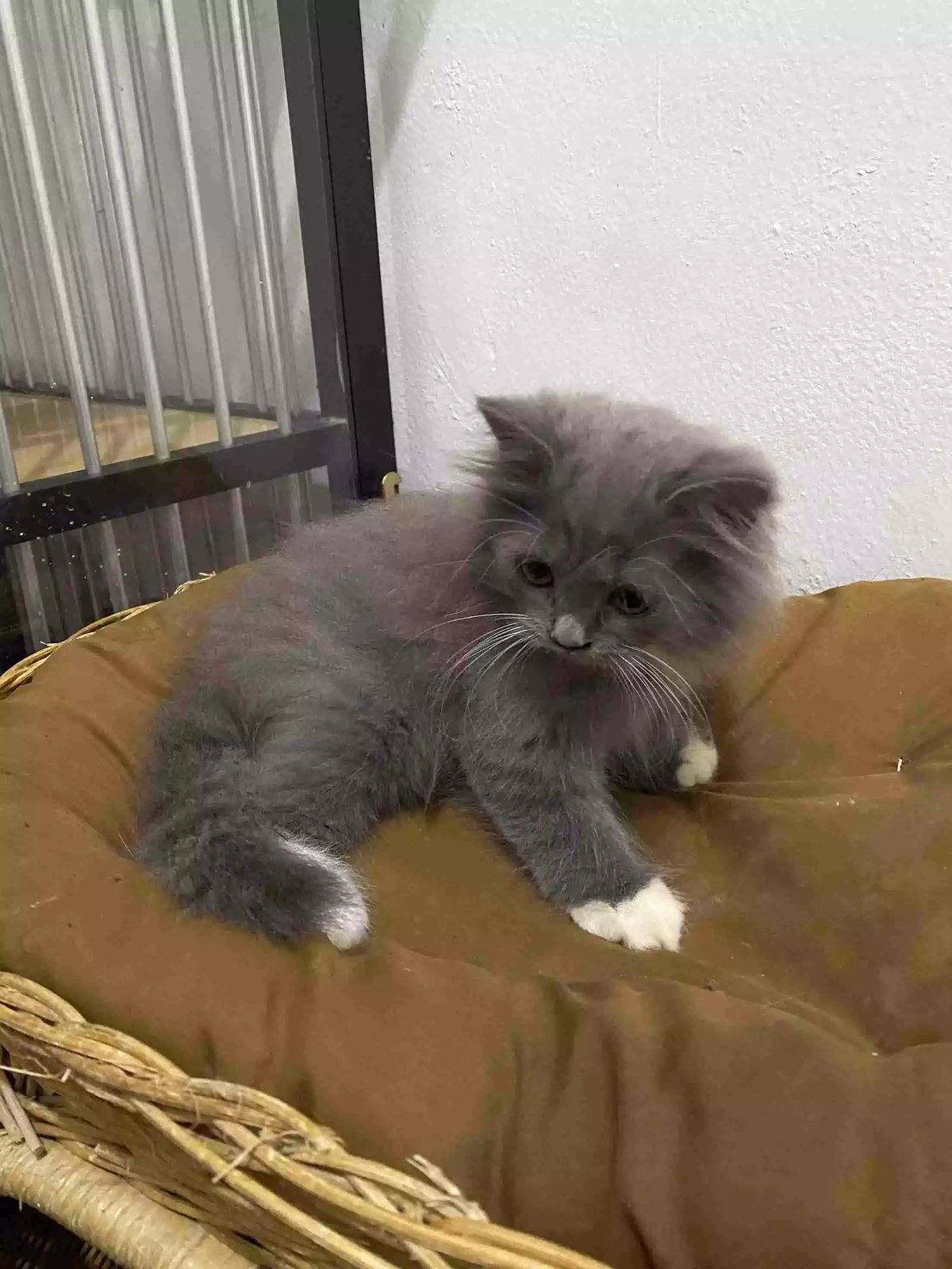 Kucing Persia Abu Abu Putih Gelap Bulu Lebat Aktif