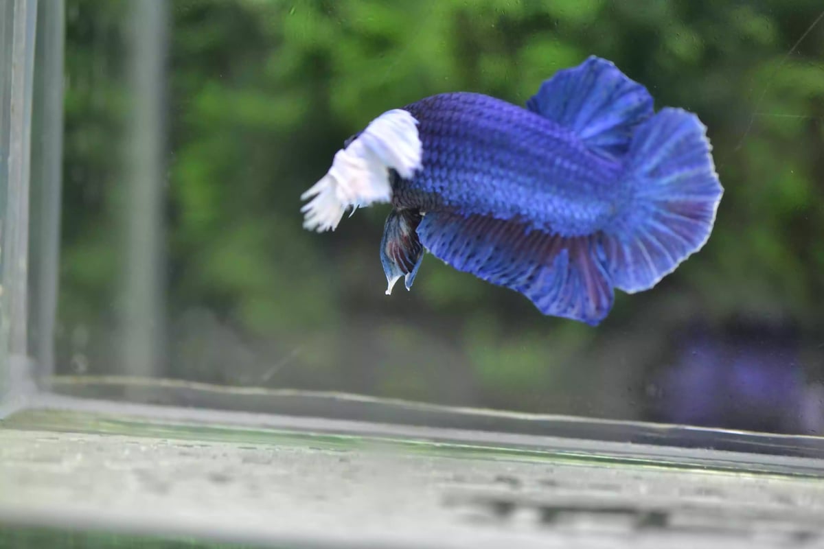 Ikan Cupang Dumbo Ear Blue