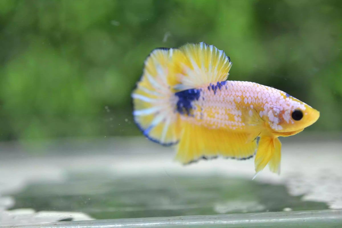 Ikan Cupang Plakat Yellow Fancy