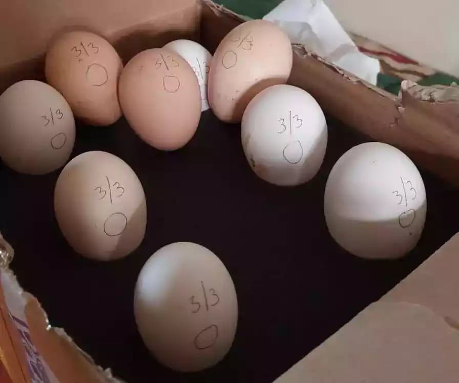 Telur Ayam Kapas Hitam