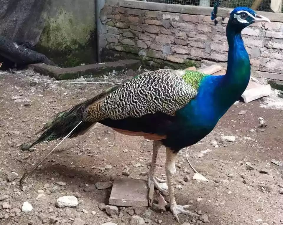 Burung Merak Blackshoulder Biru