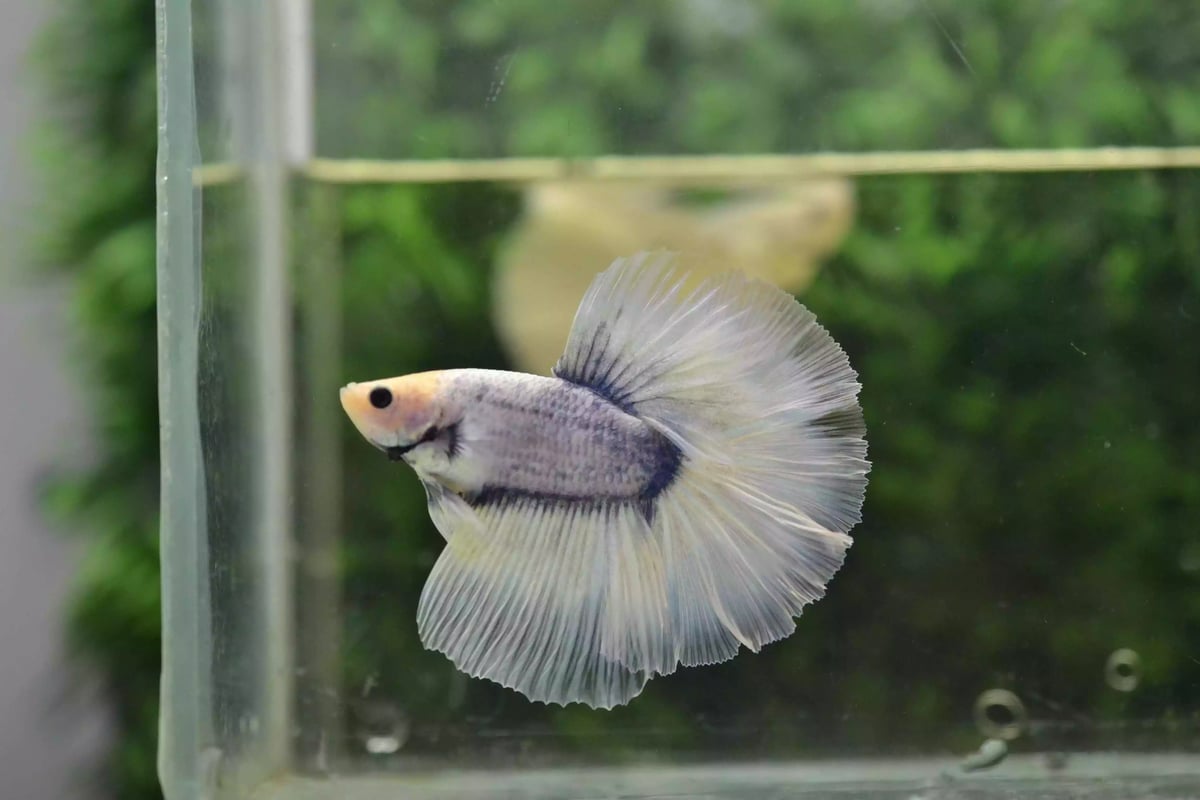 Ikan Cupang Halfmoon Grizle