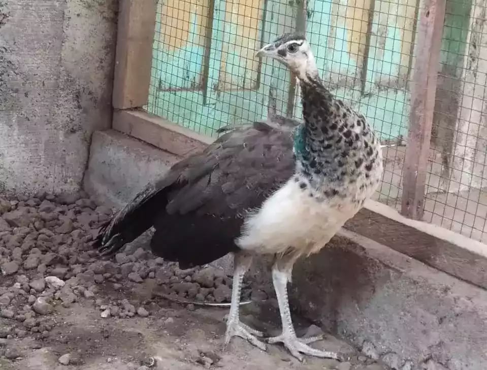 Burung Merak Blorok (Pied)