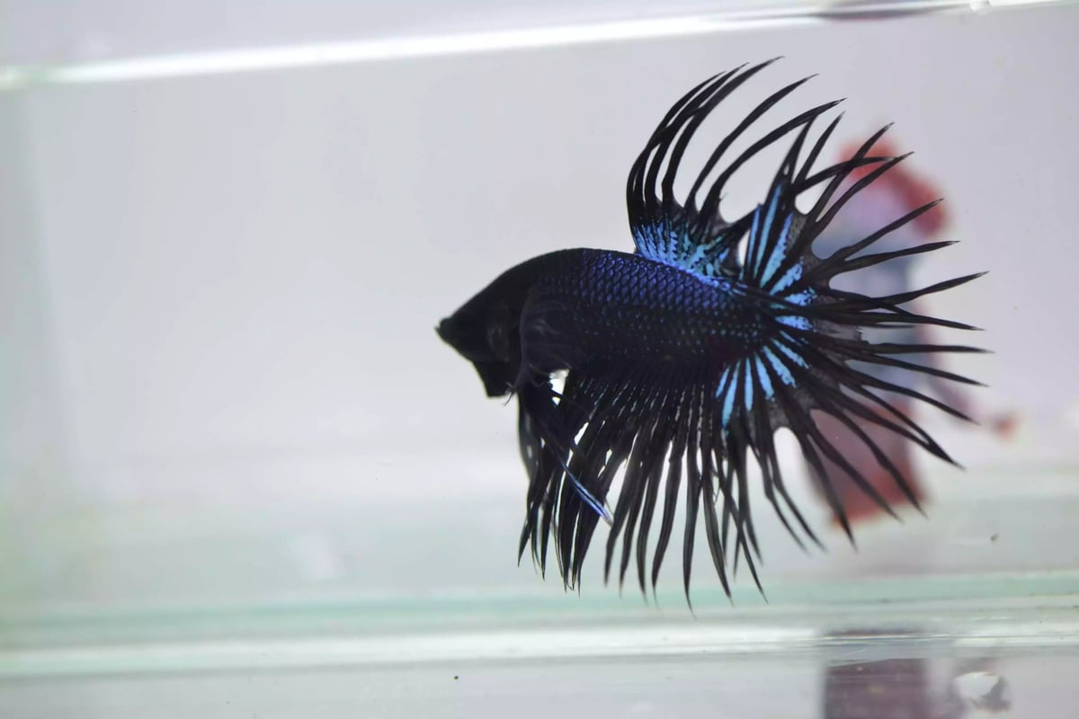 Ikan Cupang Crowntail Serit Black Orchid