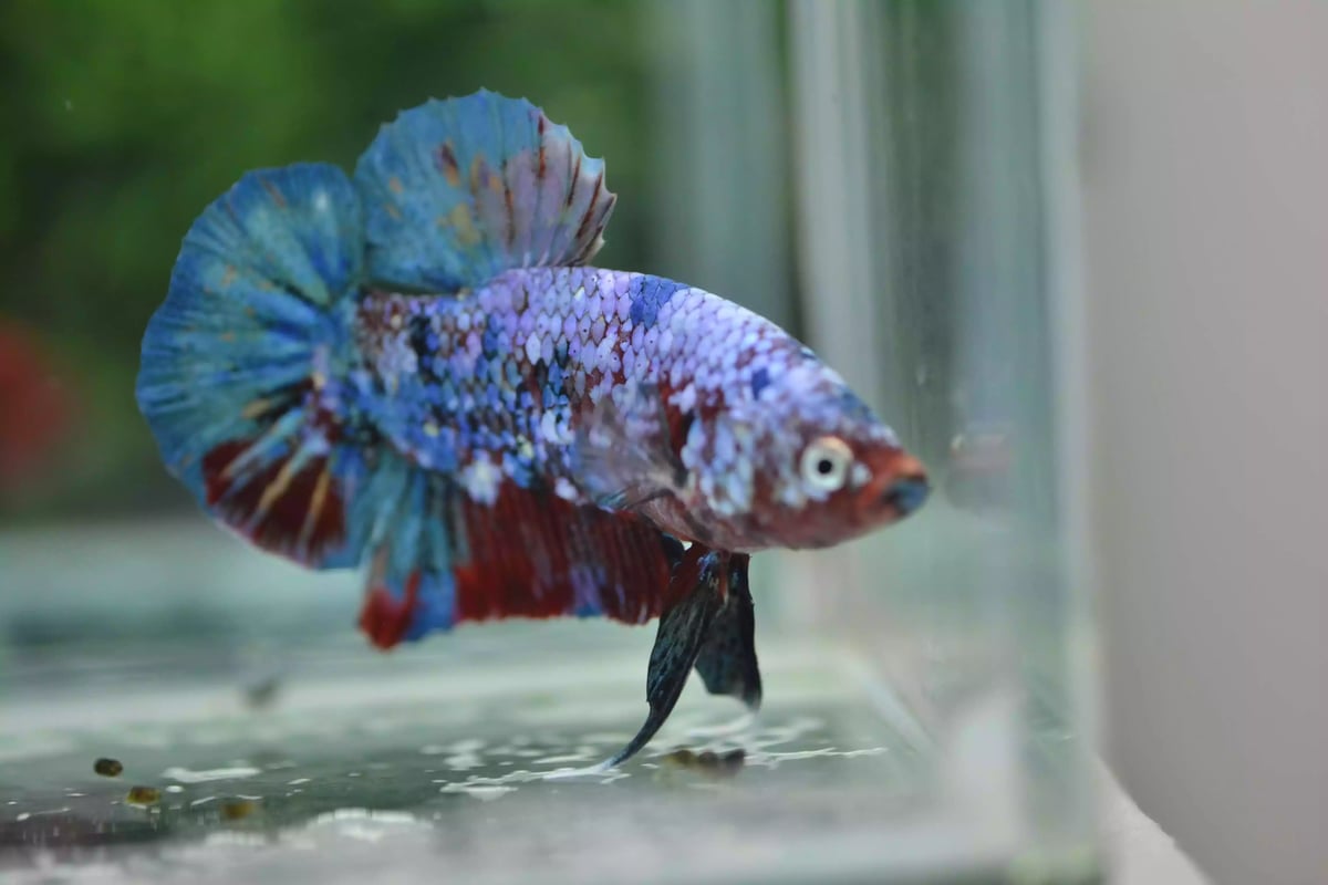 Ikan Cupang Plakat Multicolor