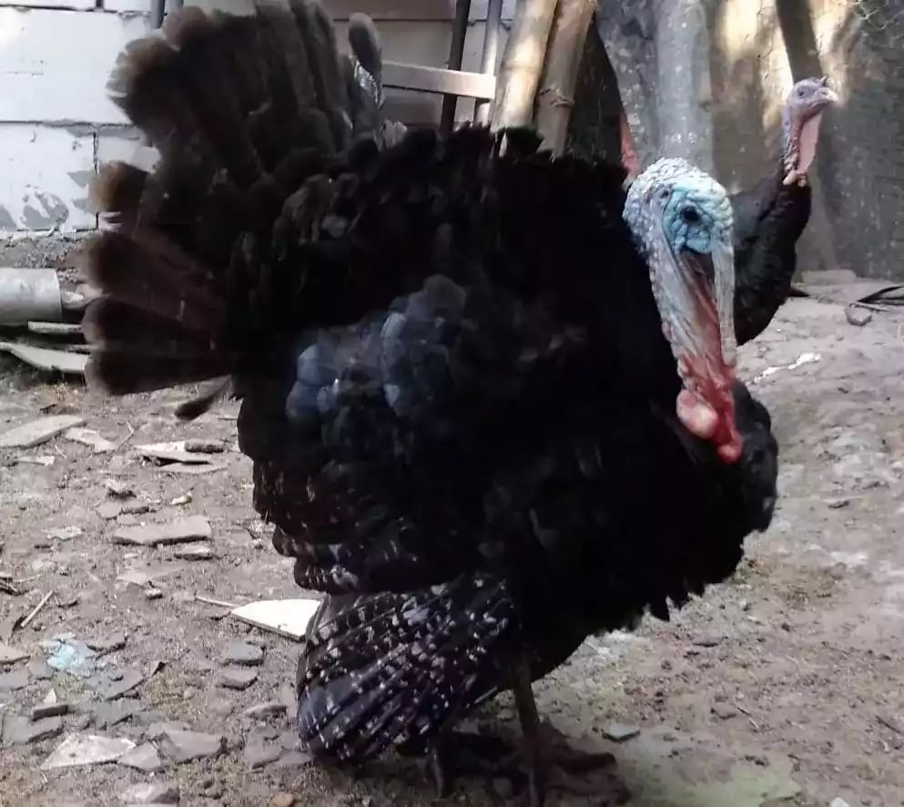 Kalkun Black Spanish