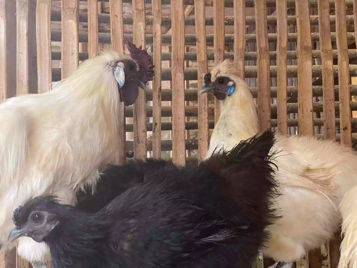 Ayam Kapas Hitam & Coklat