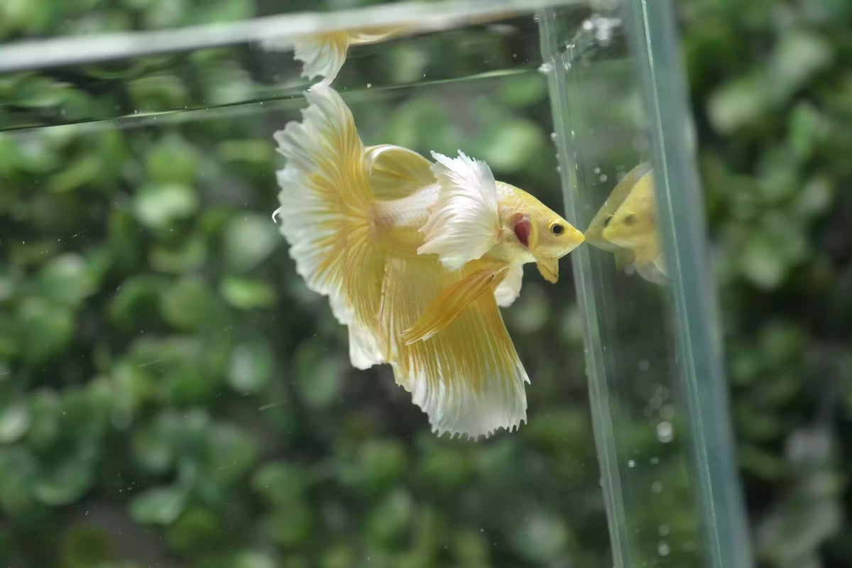 Ikan Cupang Halfmoon Dumbo Ear Gold