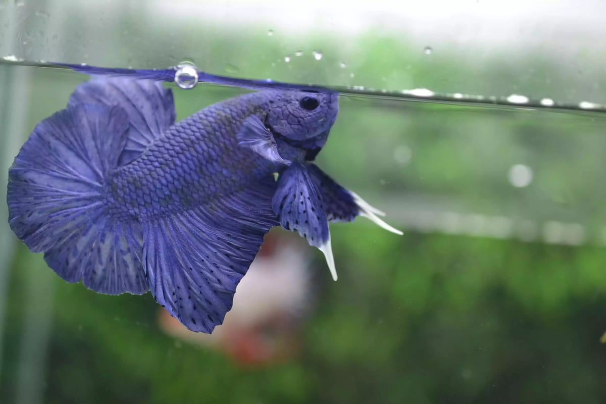 Ikan Cupang Halfmoon PK Blue