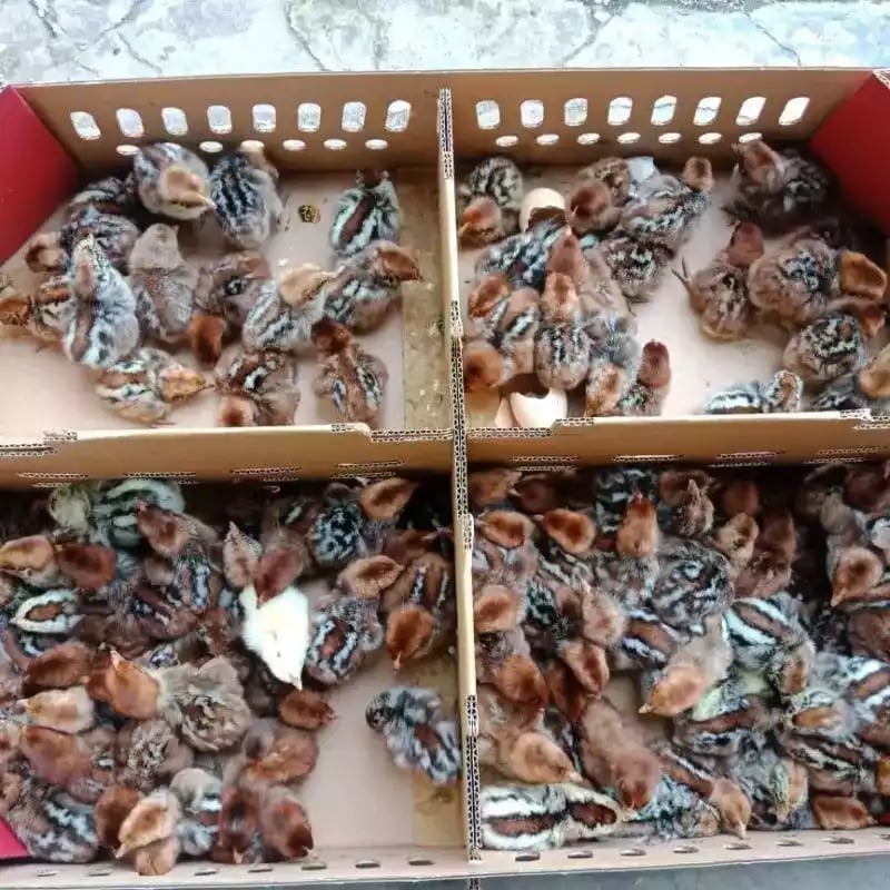 DOC Ayam Arab Petelur