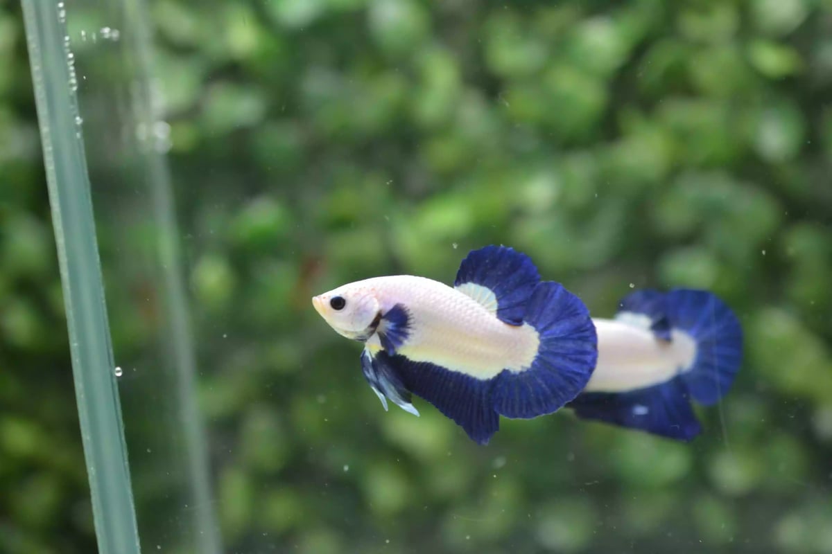 Ikan Cupang Plakat Bluerim