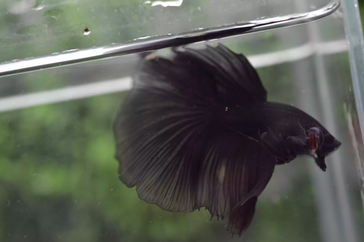 Ikan Cupang Halfmoon Black