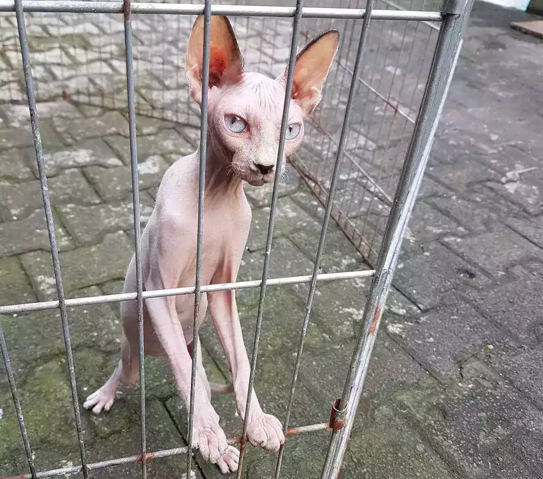 Kucing Sphynx