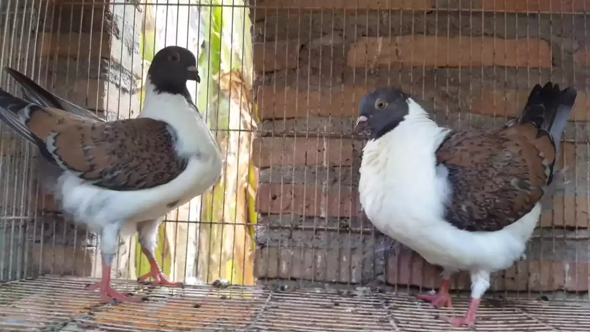 Burung Merpati Modena Gazzi