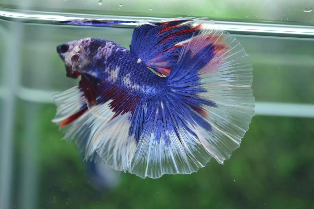 Ikan Cupang Halfmoon Fancy