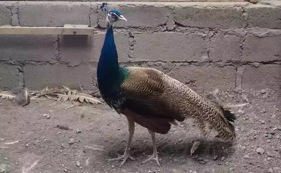 Burung Merak Blackshoulder Biru