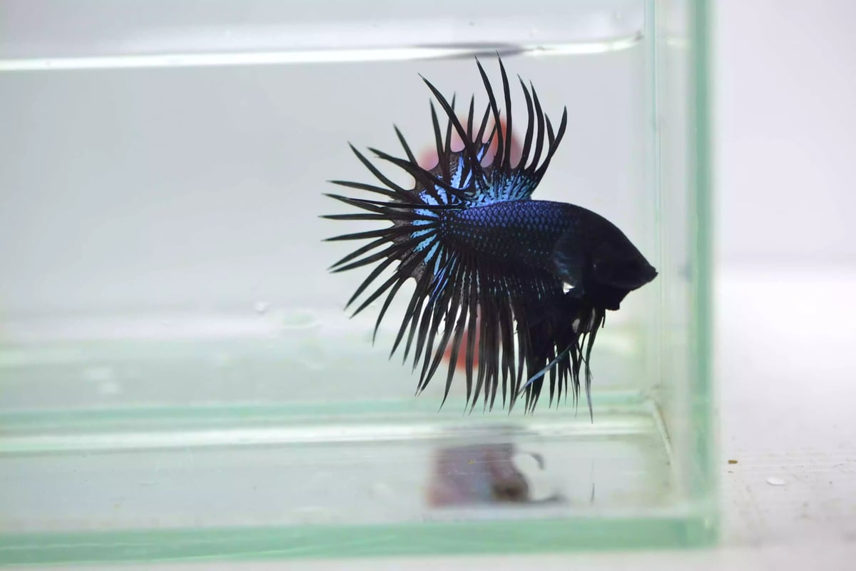 Ikan Cupang Crowntail Serit Black Orchid