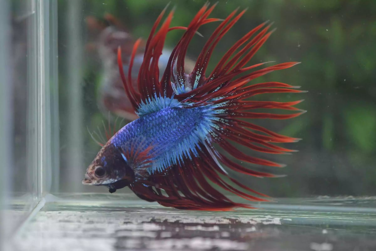 Ikan Cupang Crowntail Maskot