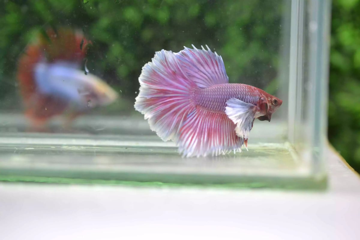 Ikan Cupang Halfmoon Dumbo Ear