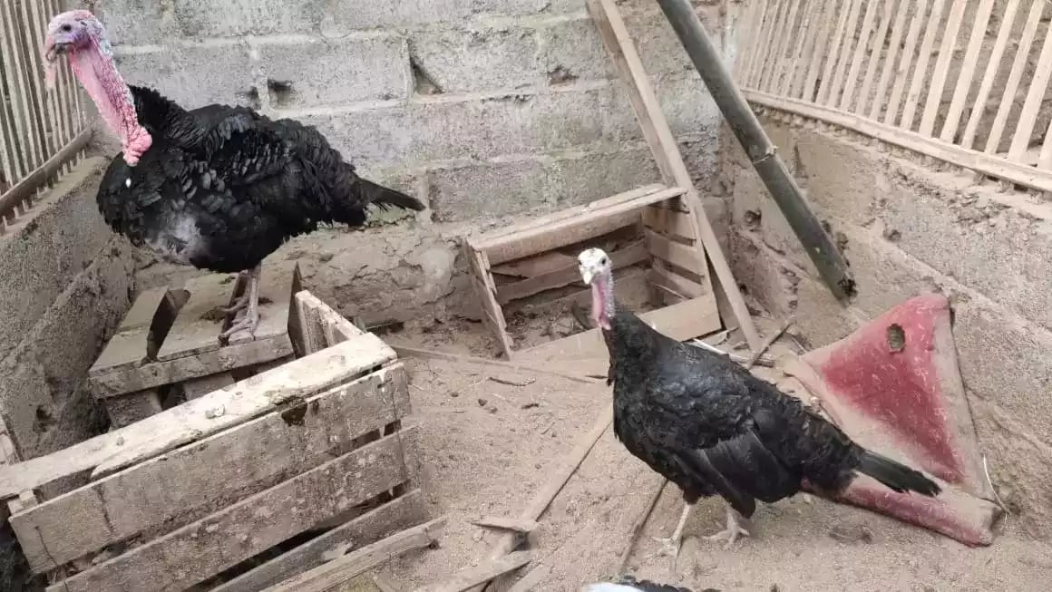 Kalkun Black Spanish