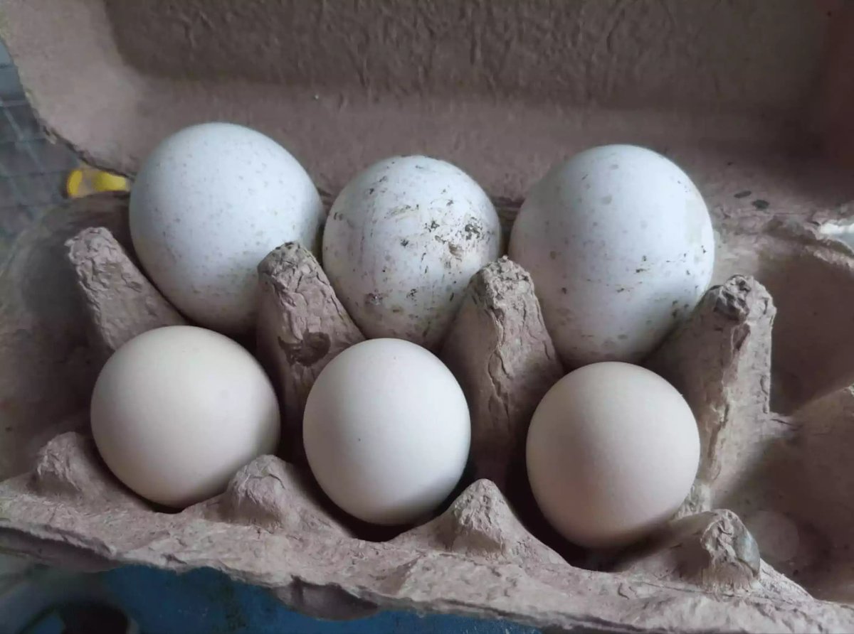 Telur Kalkun Black Spanish