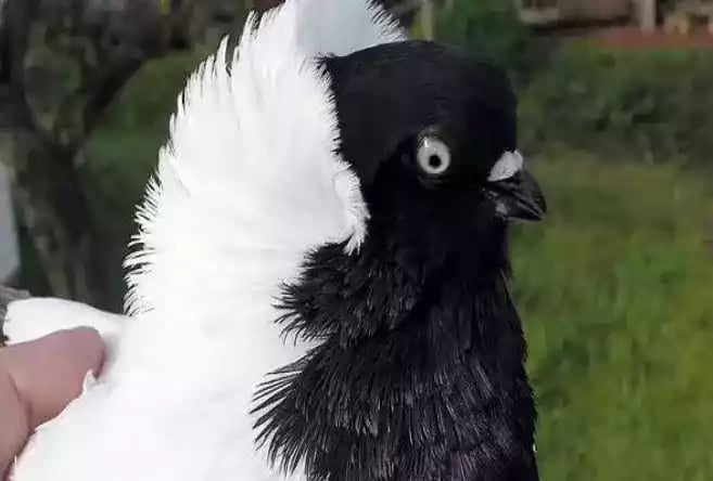 Burung Merpati Blacknun