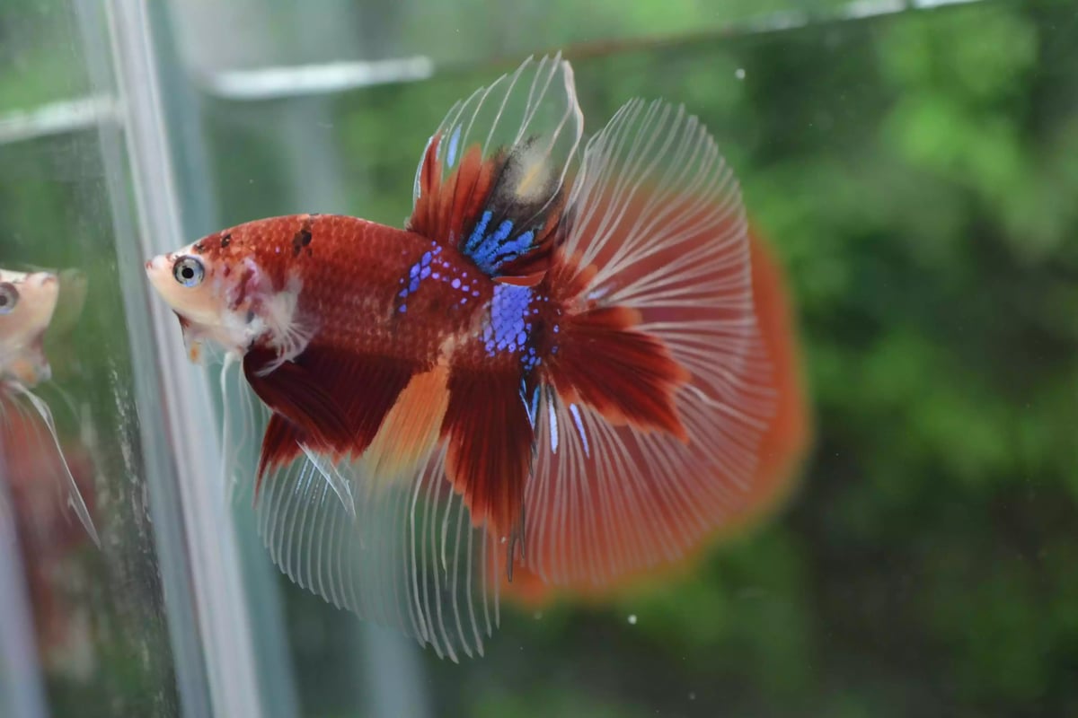 Ikan Cupang Halfmoon Red Koi Nemo