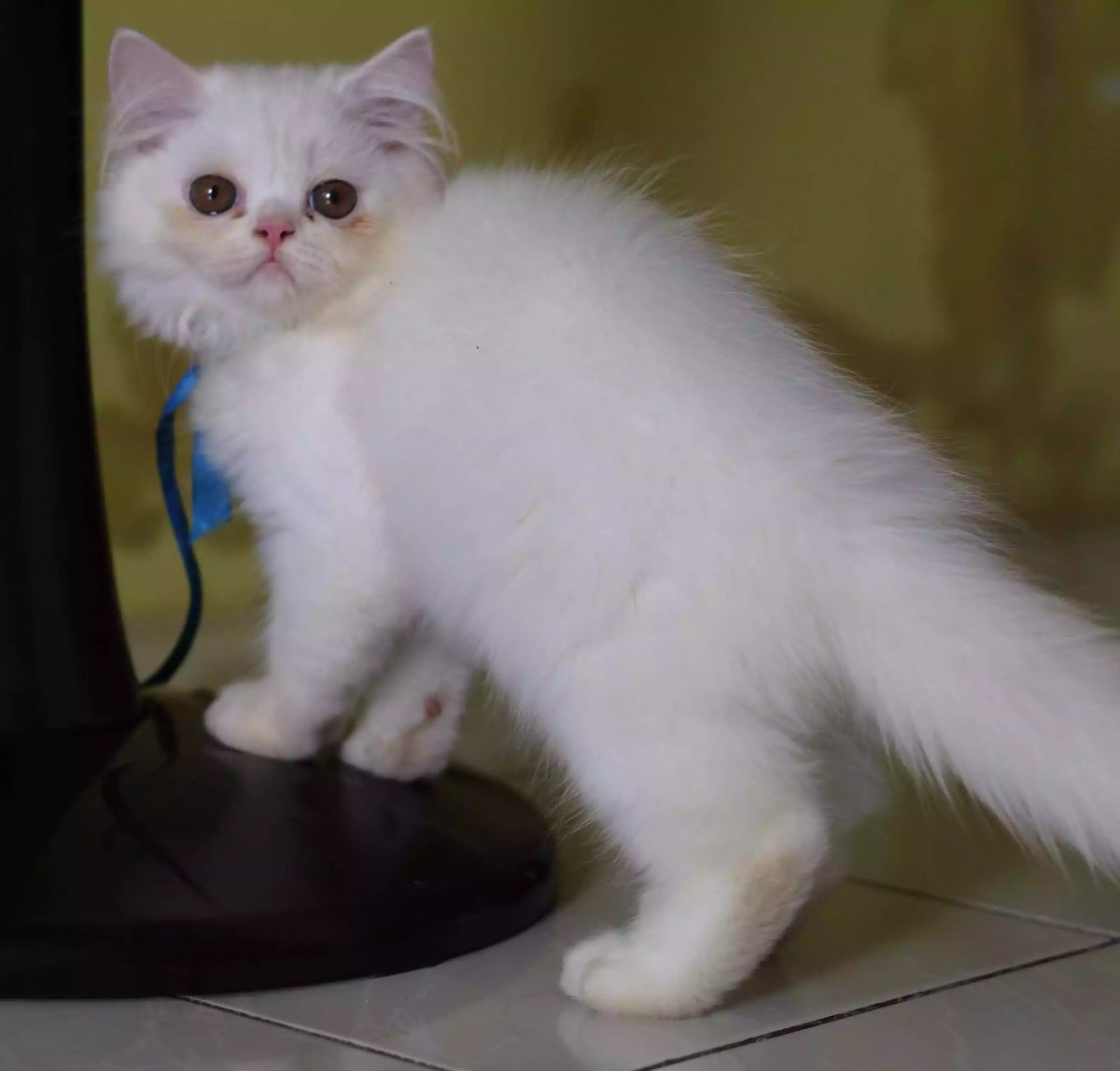 Kucing Persia Flatnose