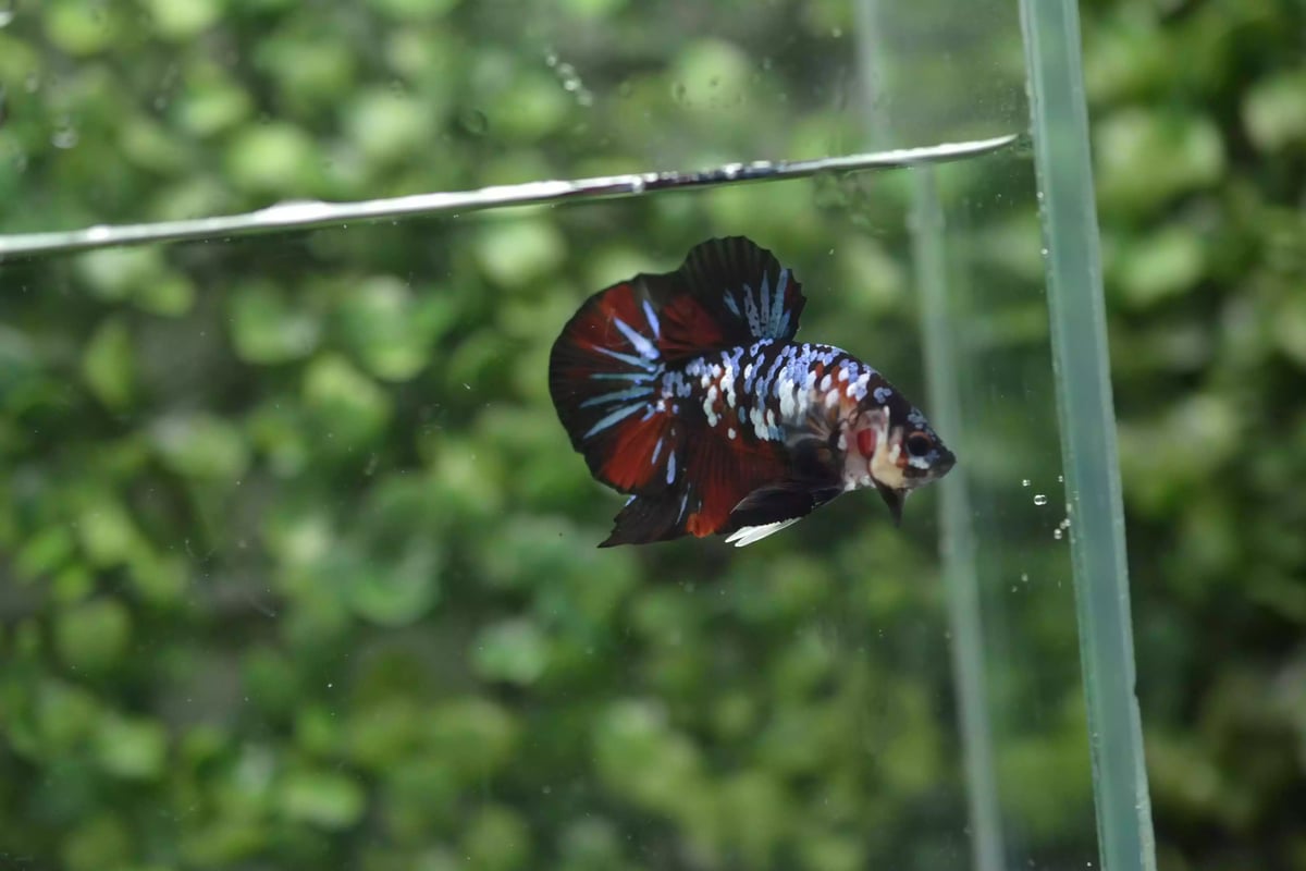 Ikan Cupang Plakat Avatar