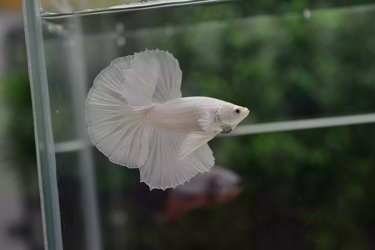 Ikan Cupang Halfmoon White