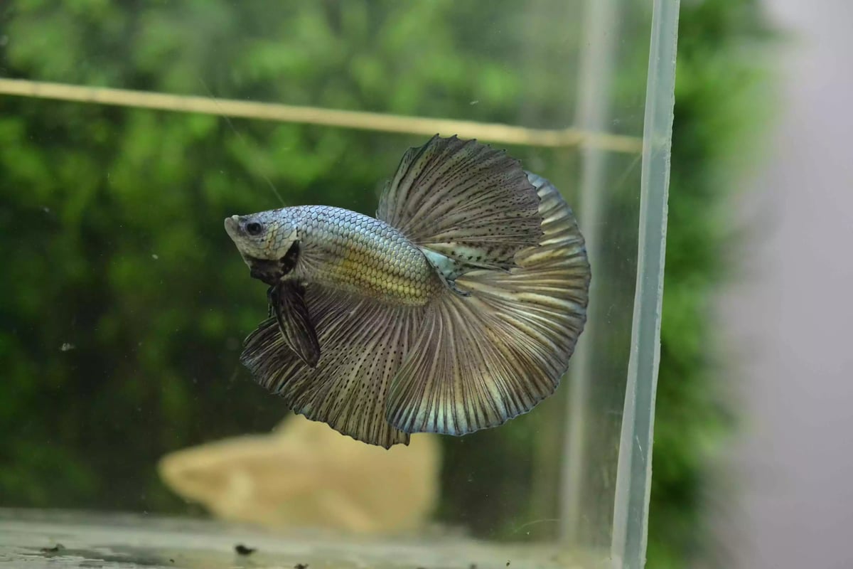 Ikan Cupang Halfmoon Copper