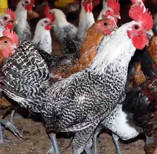 Pullet Ayam Arab 