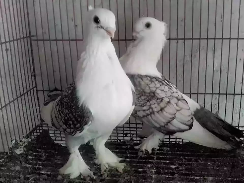 Burung Merpati Sattinet