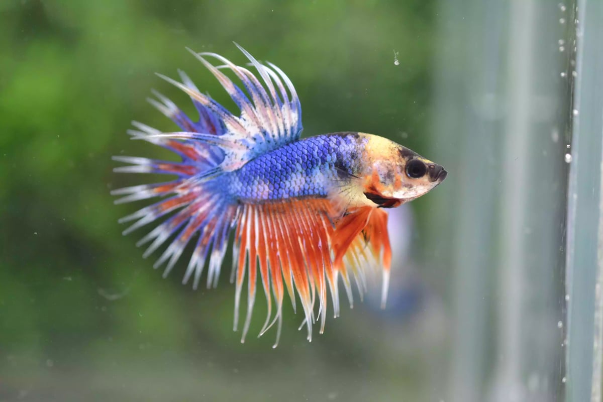 Ikan Cupang Crowntail Fancy