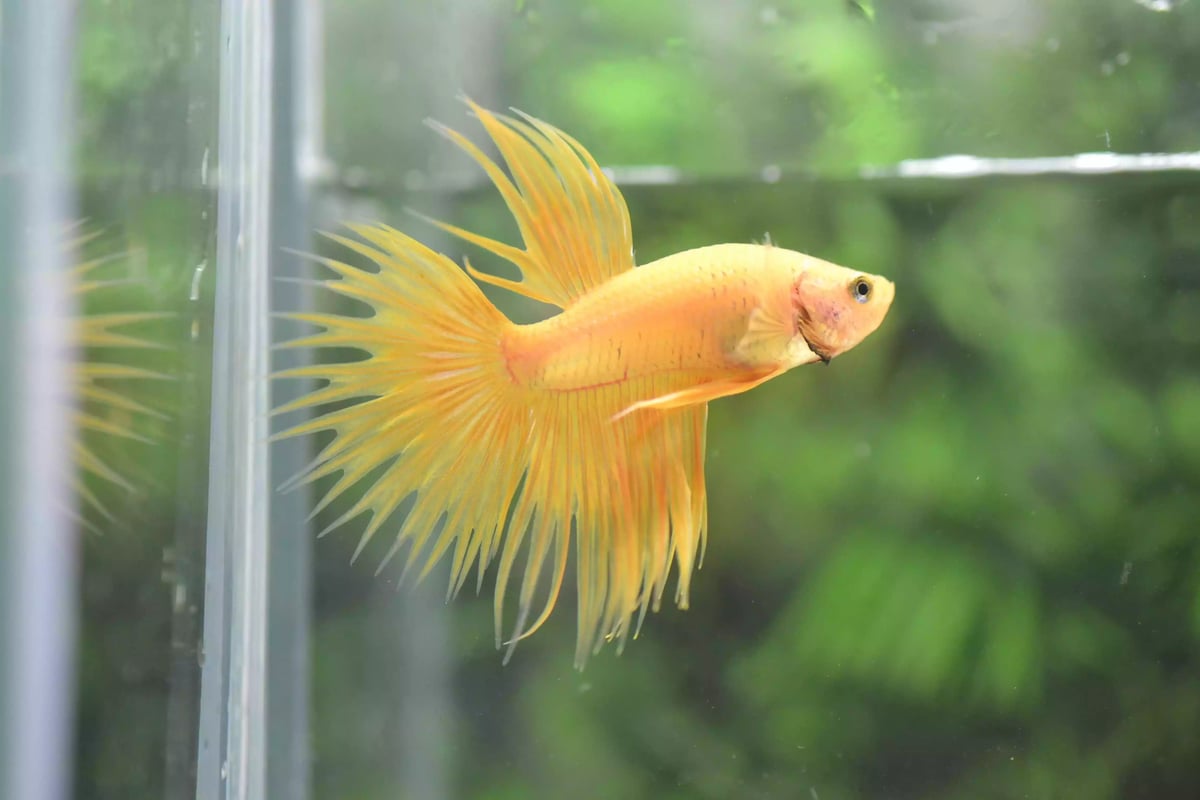 Ikan Cupang Crowntail Yellow