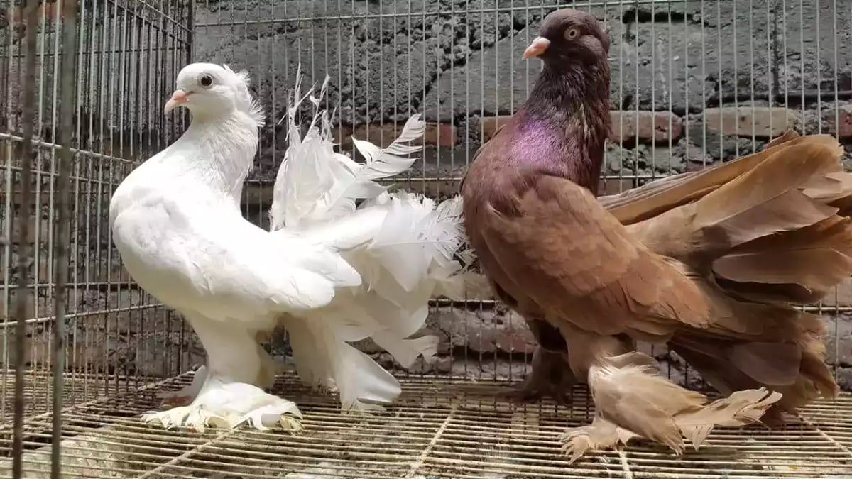 Burung Merpati Kipas