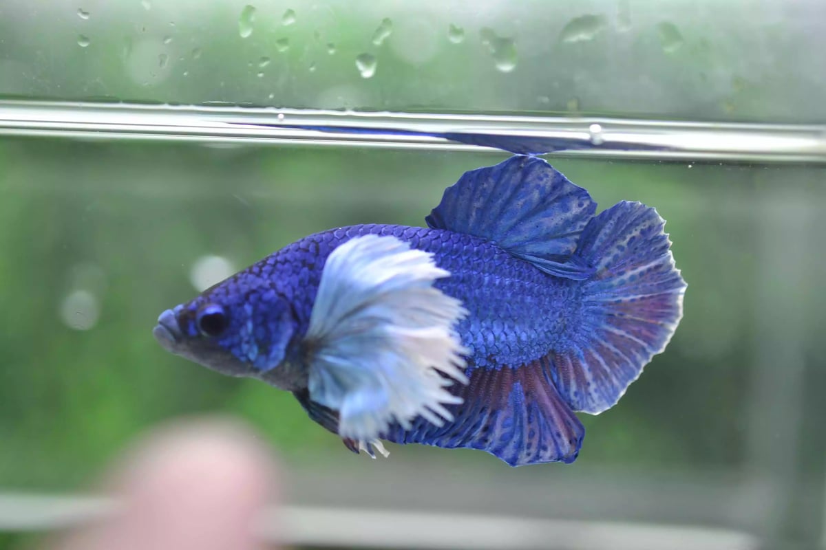 Ikan Cupang Dumbo Ear Blue