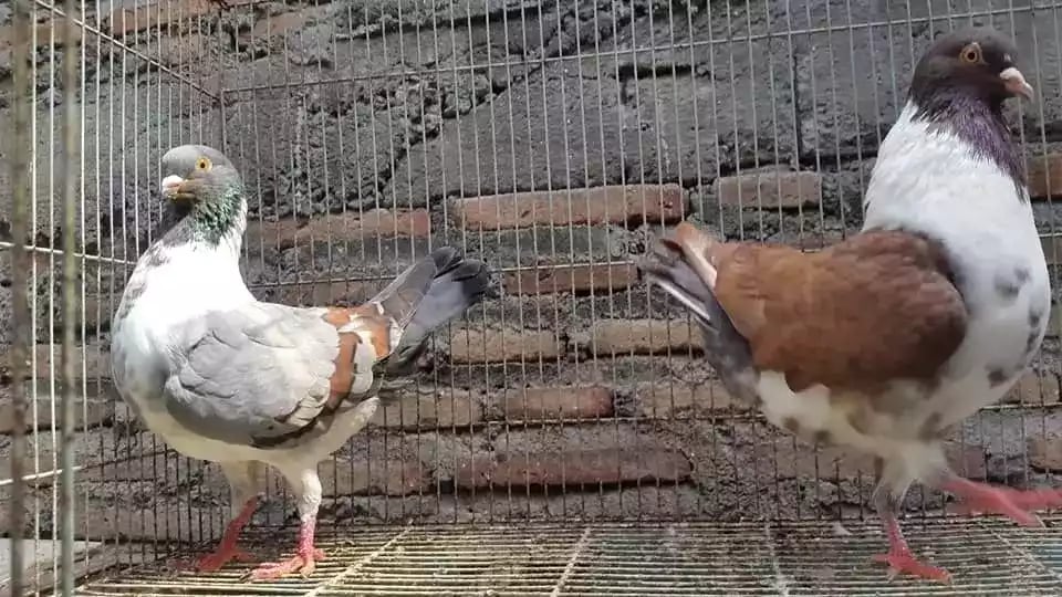 Burung Merpati Modena